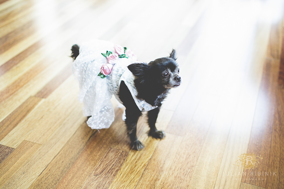 Pet dog dressed up to attend the wedding