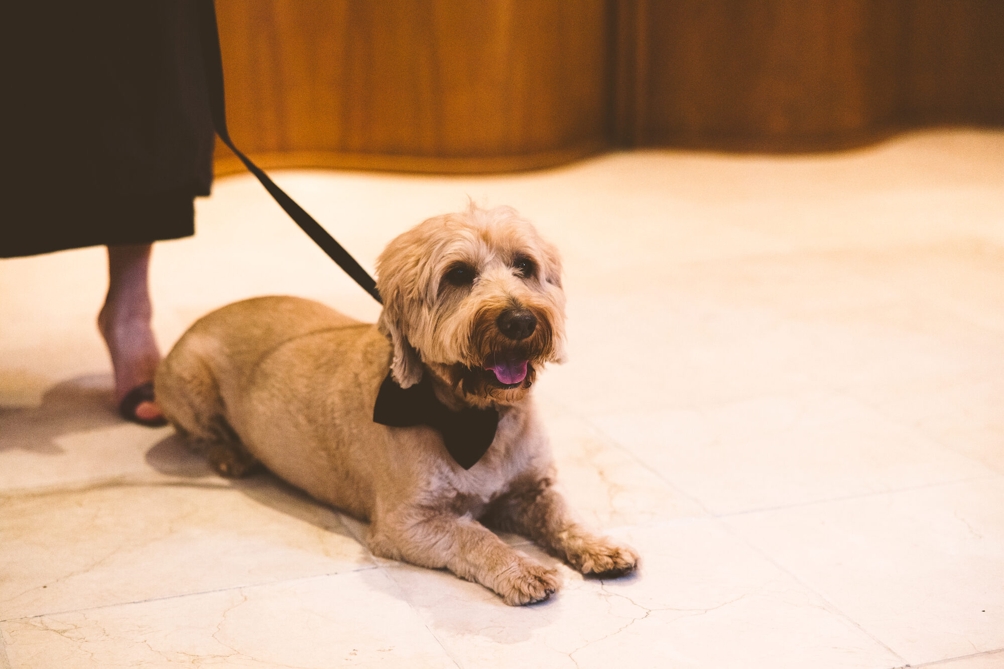 The couple's dog resting at Guastavino's on the wedding day